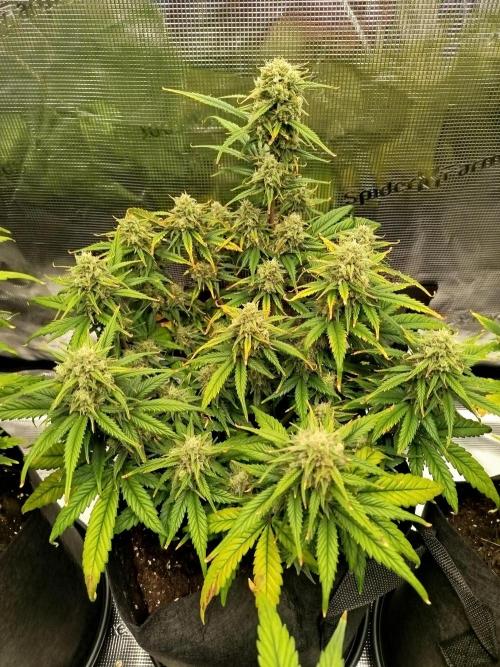 First Indoor grow. Week 8