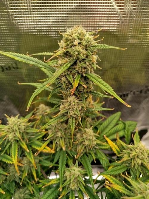 First Indoor grow. Week 8