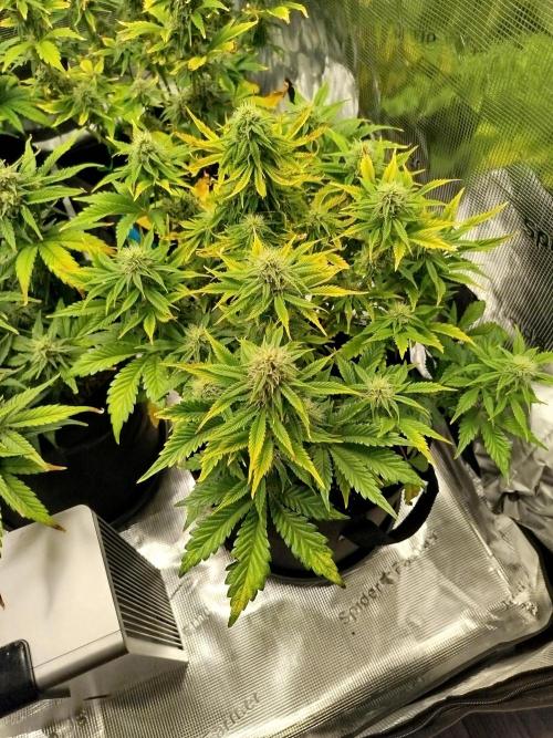 First Indoor grow. Week 8