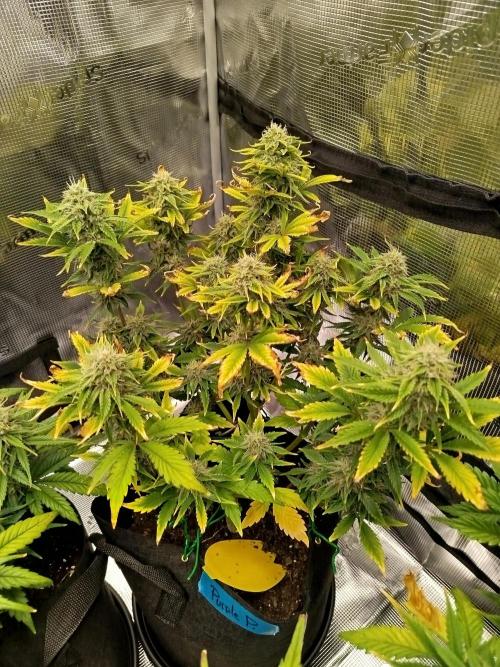 First Indoor grow. Week 8