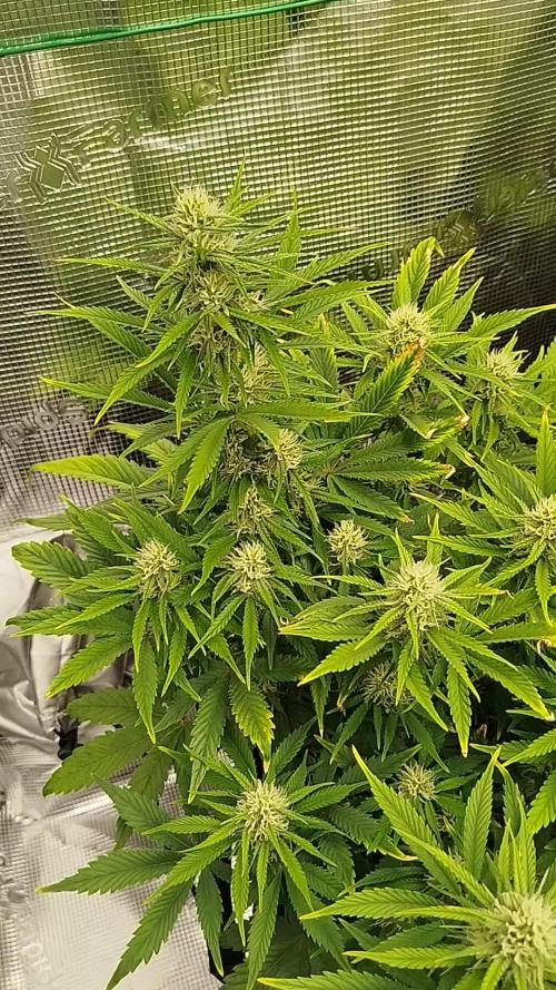 First Indoor grow