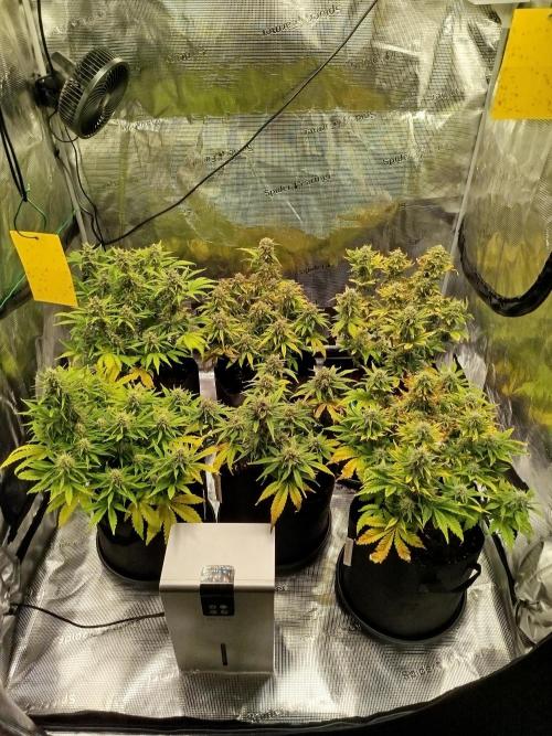 First Indoor grow. Week 9