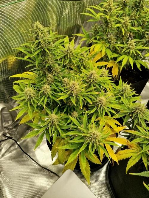 First Indoor grow. Week 9