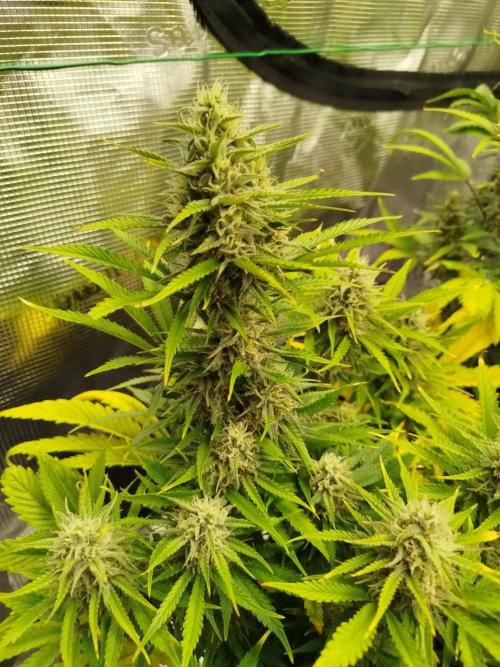 First Indoor grow. Week 9