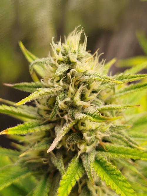 First Indoor grow. Week 9