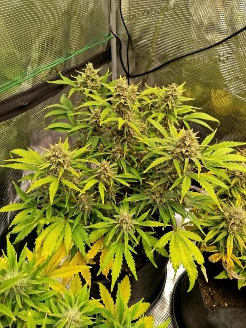 First Indoor grow. Week 9