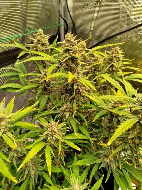 First Indoor grow. Week 9