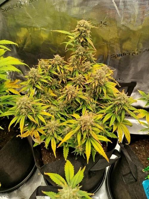 First Indoor grow. Week 9