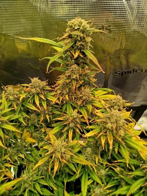 First Indoor grow. Week 9