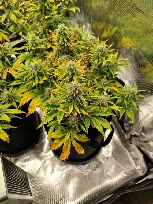 First Indoor grow. Week 9