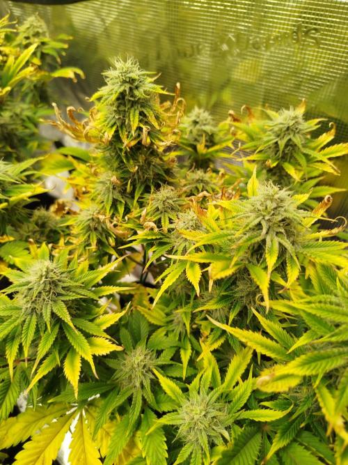 First Indoor grow. Week 9
