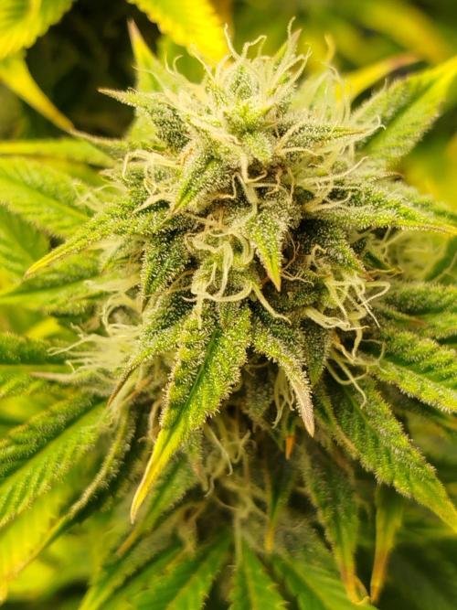 First Indoor grow. Week 9