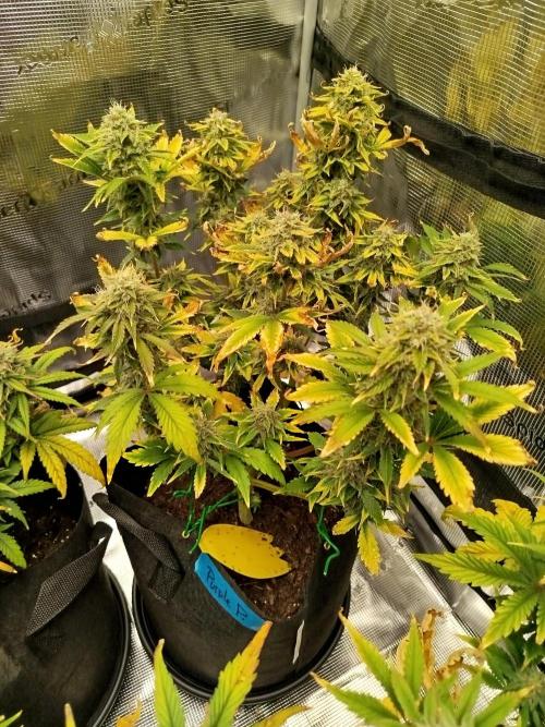 First Indoor grow. Week 9
