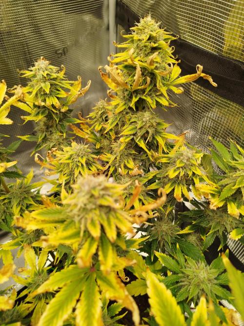 First Indoor grow. Week 9