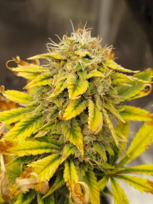 First Indoor grow. Week 9