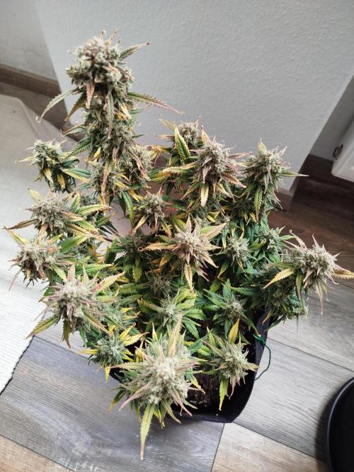 First Indoor grow. Week 10