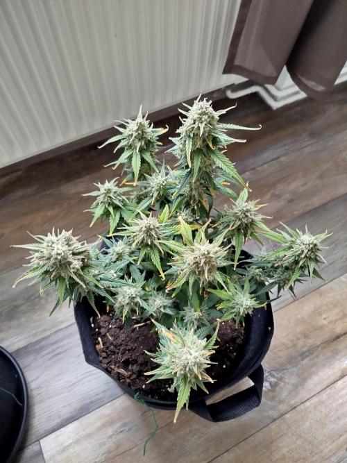 First Indoor grow. Week 10
