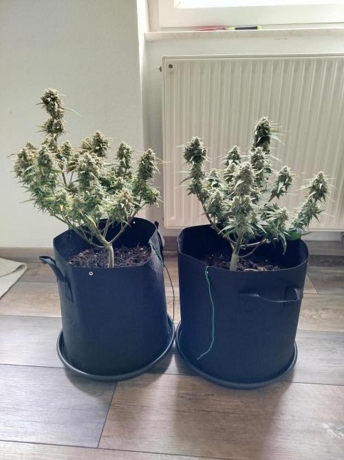 First Indoor grow. Week 10