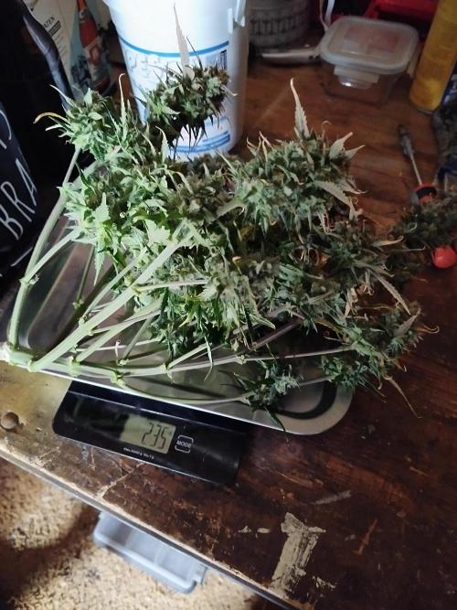 First Indoor grow. Week 10