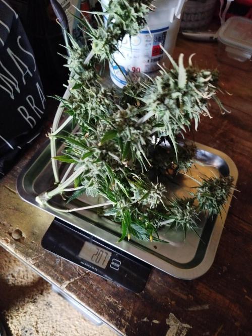 First Indoor grow. Week 10