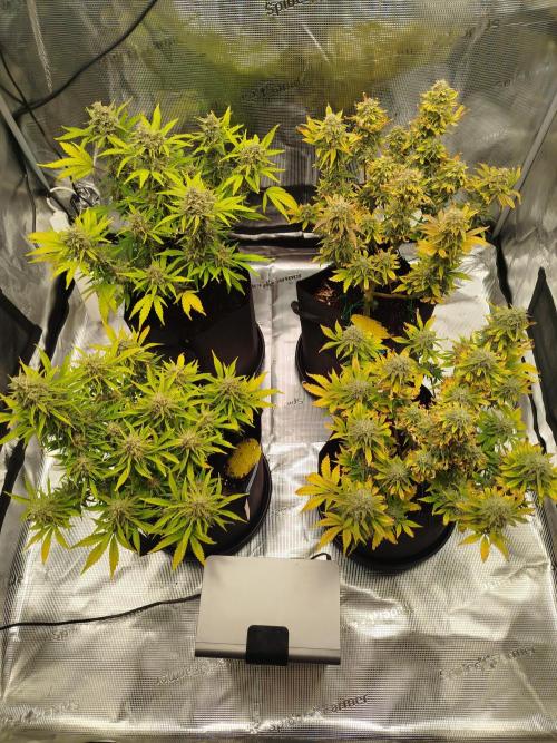 First Indoor grow. Week 10