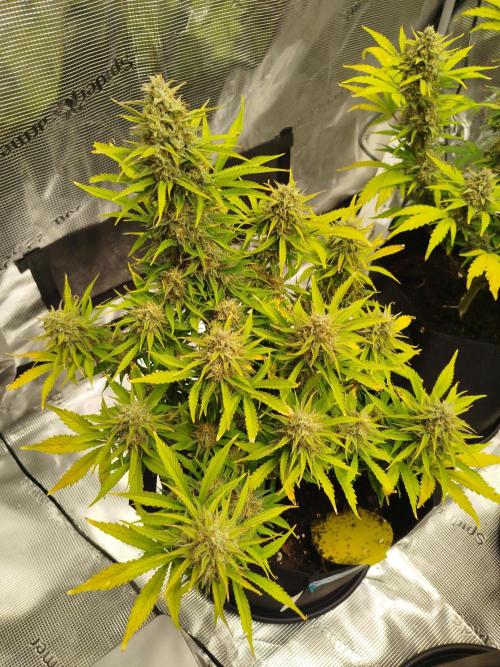 First Indoor grow. Week 10
