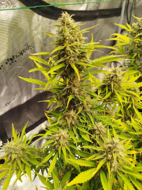 First Indoor grow. Week 10