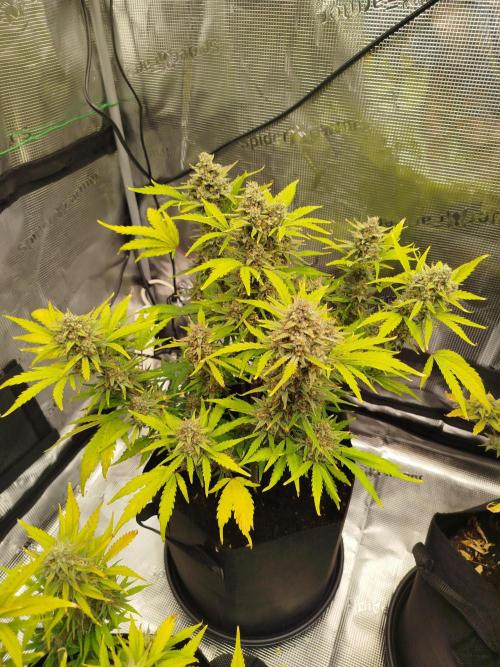 First Indoor grow. Week 10