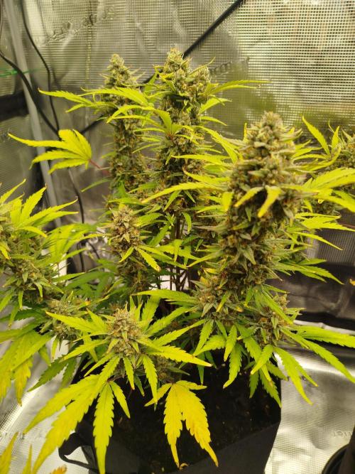 First Indoor grow. Week 10