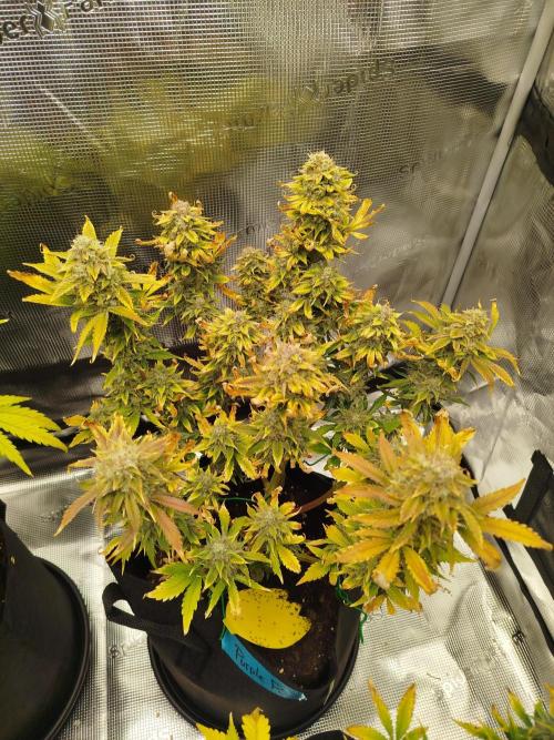 First Indoor grow. Week 10