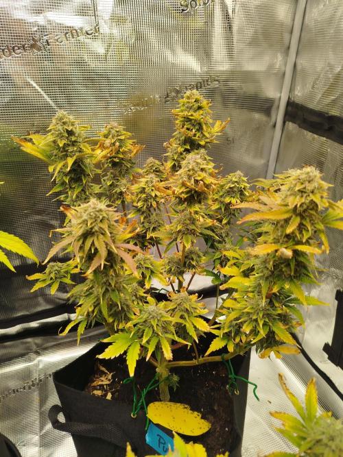 First Indoor grow. Week 10