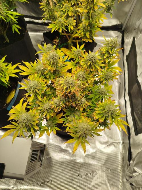 First Indoor grow. Week 10