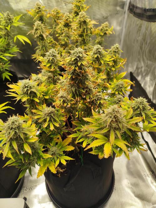 First Indoor grow. Week 10