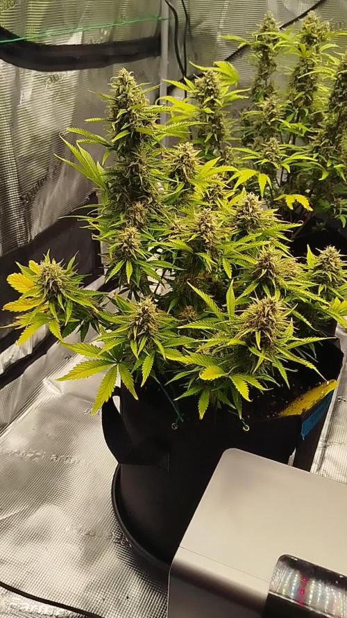 First Indoor grow
