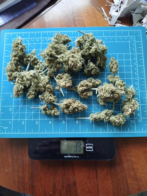 First Indoor grow. Week 10 - No.1 39g