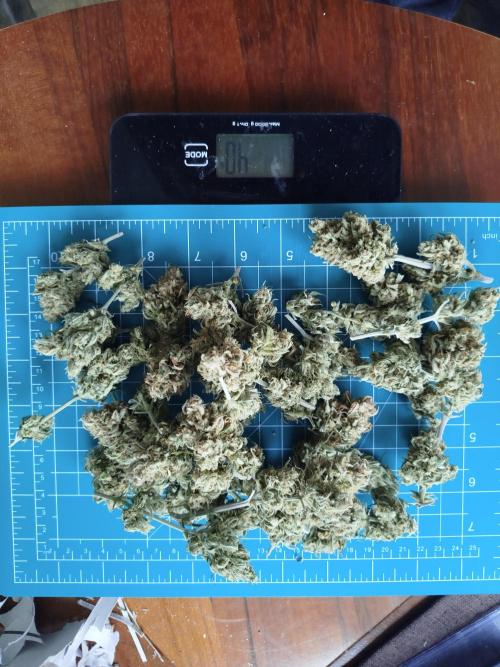 First Indoor grow. Week 10 - No.2 40g