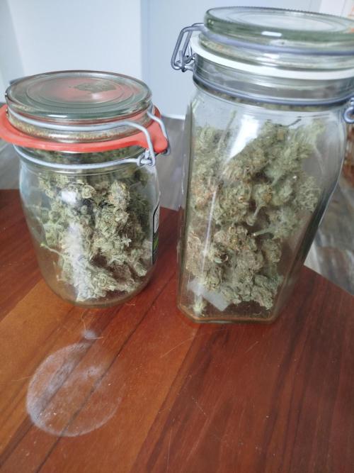 First Indoor grow. Week 10 - 79g from 2 og kush Auto.
65 days Til harvest, 11 day drying