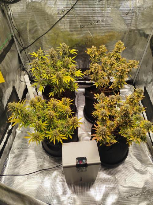 First Indoor grow. Week 11