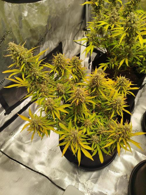First Indoor grow. Week 11