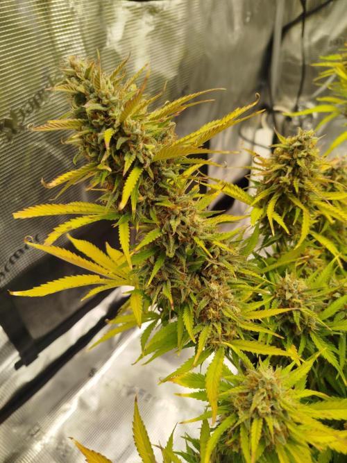 First Indoor grow. Week 11