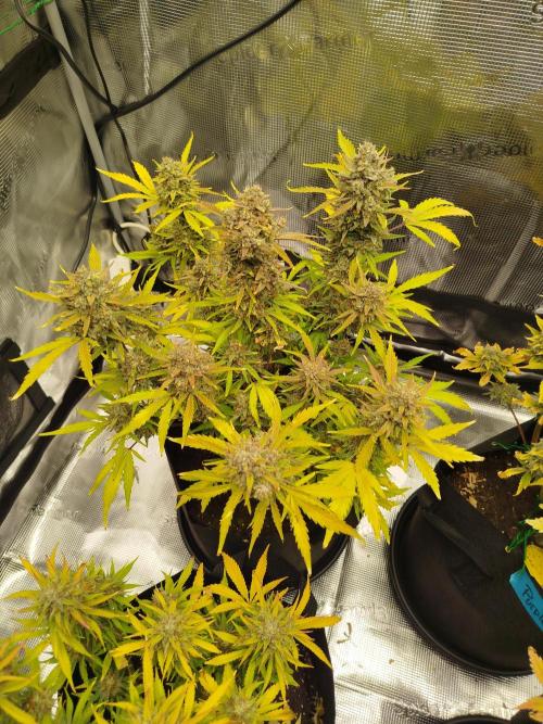 First Indoor grow. Week 11