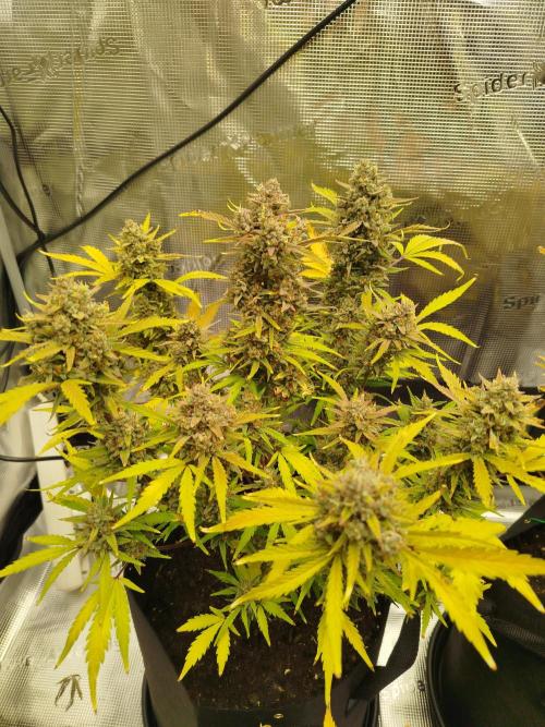 First Indoor grow. Week 11