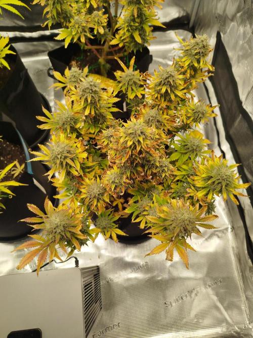 First Indoor grow. Week 11