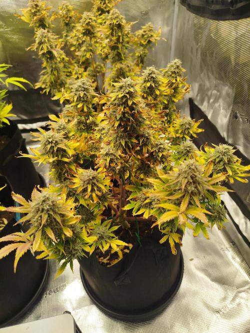 First Indoor grow. Week 11
