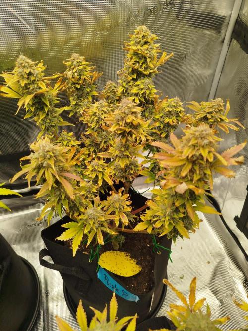 First Indoor grow. Week 11