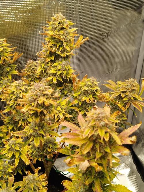 First Indoor grow. Week 11