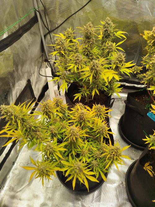 First Indoor grow. Week 11