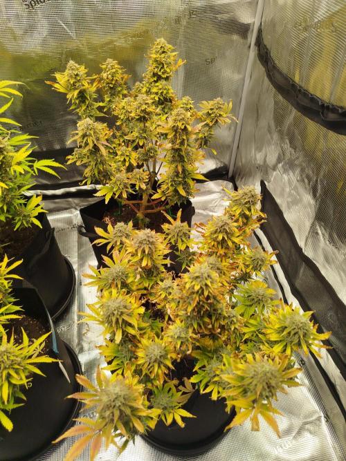 First Indoor grow. Week 11