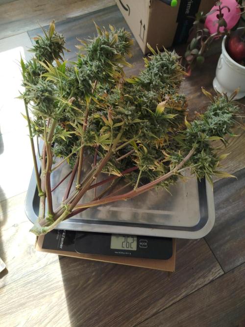 First Indoor grow. Week 12