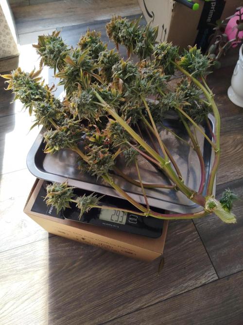 First Indoor grow. Week 12